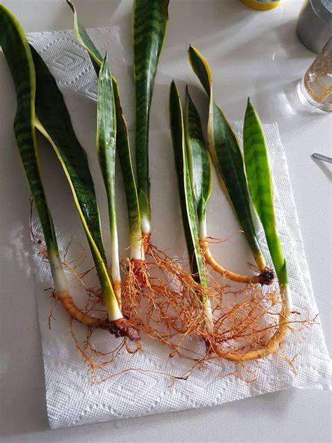 Snake plant roots. Things To Know About Snake plant roots. 